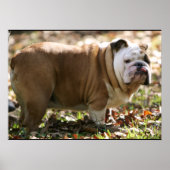 スーという少年 ポスター (正面)