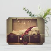 スーツケースで寝ている犬 (スタンド正面)