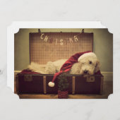 スーツケースで寝ている犬 (正面/裏面)