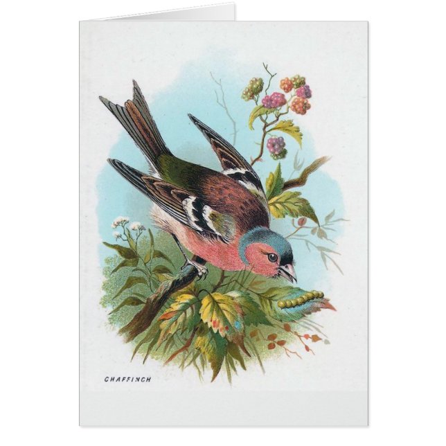 ズアオアトリ (正面)