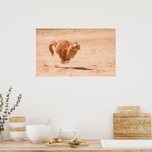 ズーム子猫 ポスター (キッチン)