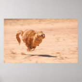 ズーム子猫 ポスター (正面)