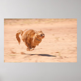 ズーム子猫 ポスター