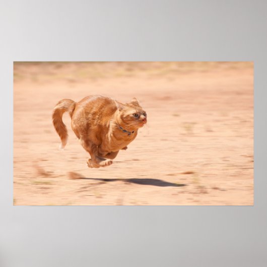 ズーム子猫 ポスター (正面)