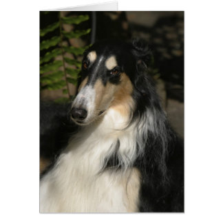 ズールーのポートレート