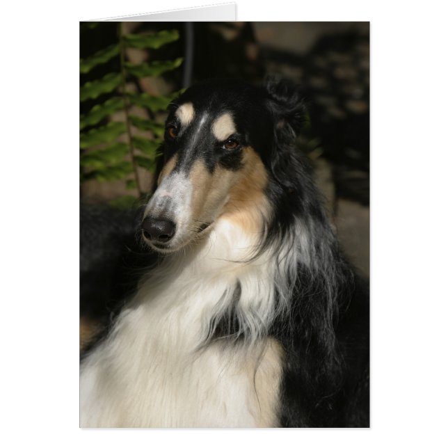 ズールーのポートレート (正面)