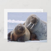 セイウスの雌と子が海氷の上に休む ポストカード (正面/裏面)