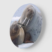 セイウチの牛および子牛は海氷の浮氷で休みます ラージ壁時計 (傾斜)