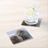 セイウチの牛と子牛は海氷床に残る スクエアペーパーコースター (インサイチュ)