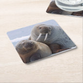 セイウチの牛と子牛は海氷床に残る スクエアペーパーコースター (アングル)