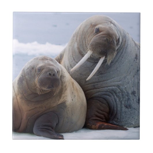 セイウチの牛と子牛は海氷床に残る タイル (正面)