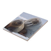 セイウチの牛と子牛は海氷床に残る タイル (側面)