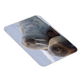 セイウチの牛と子牛は海氷床に残る マグネット (右側)