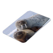 セイウチの牛と子牛は海氷床に残る マグネット (左側)