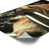 セイウチ雄 ポスター (角)