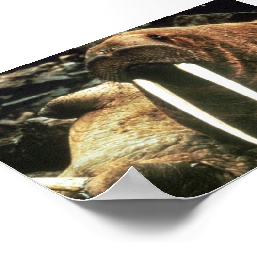 セイウチ雄 ポスター (角)