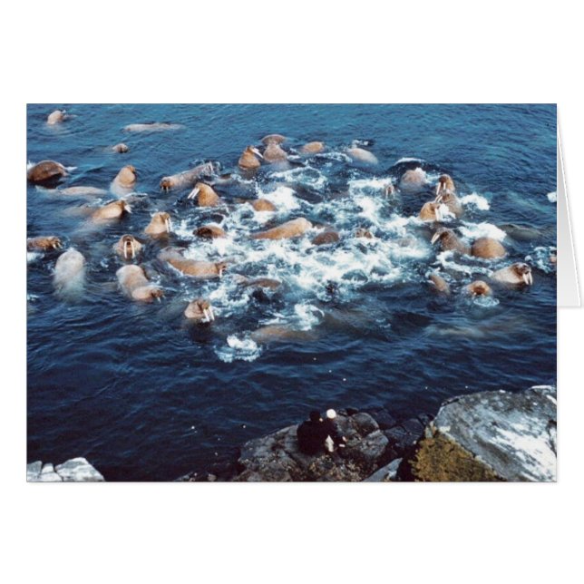 セイウチ (正面横)