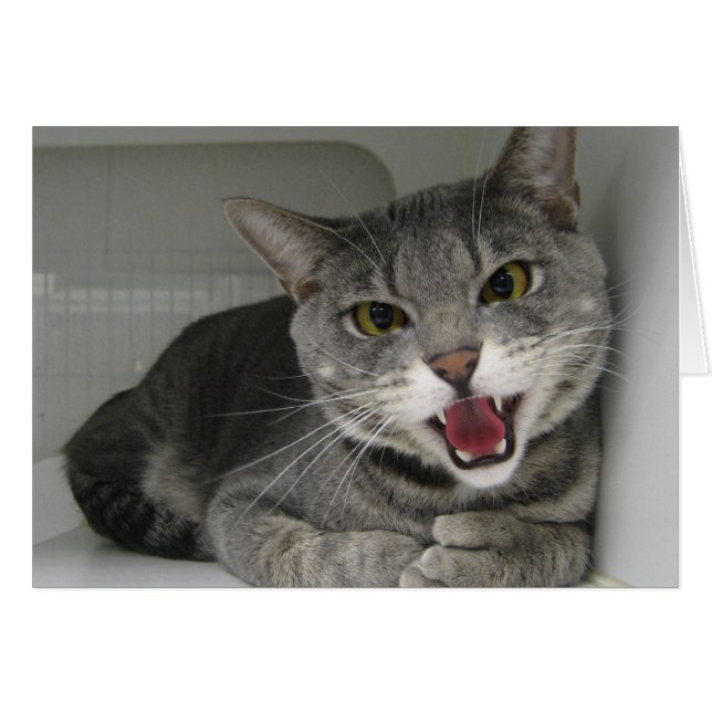 セイウチ (正面横)