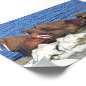 セイウチ・オン・ベーリング・シーアイス ポスター (角)