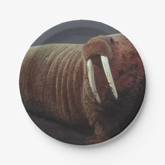 セイウチ ペーパープレート (正面)