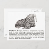 セイウチ ポストカード (正面/裏面)