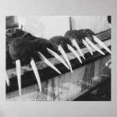 セイウチ: 1931年 ポスター (正面)