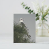 セイケイフワトオイタカのポストカード ポストカード (スタンド正面)