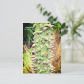 セイバ・スペショサ、花の絹の木 シーズンポストカード (スタンド正面)