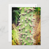 セイバ・スペショサ、花の絹の木 シーズンポストカード (正面/裏面)