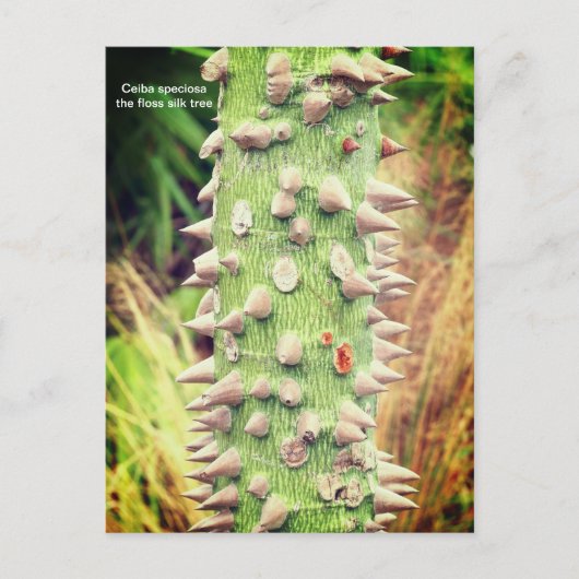 セイバ・スペショサ、花の絹の木 シーズンポストカード (正面)