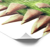 セイバ・スペショサ、花の絹の木 ポスター (コーナー)