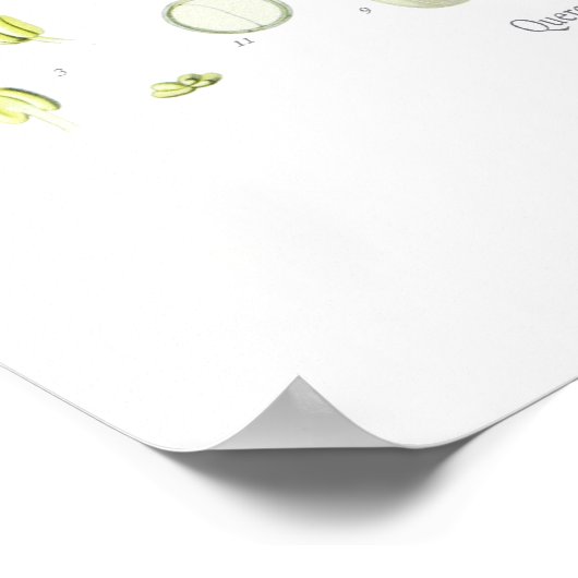 セイヨウアカネ ポスター (角)