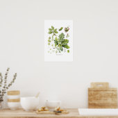 セイヨウアカネ ポスター (キッチン)