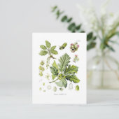 セイヨウアカネ ポストカード (スタンド正面)