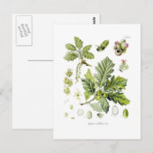 セイヨウアカネ ポストカード (正面/裏面)