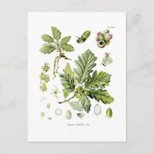 セイヨウアカネ ポストカード (正面)