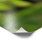 セイヨウカエノメエ フォトプリント            (角)