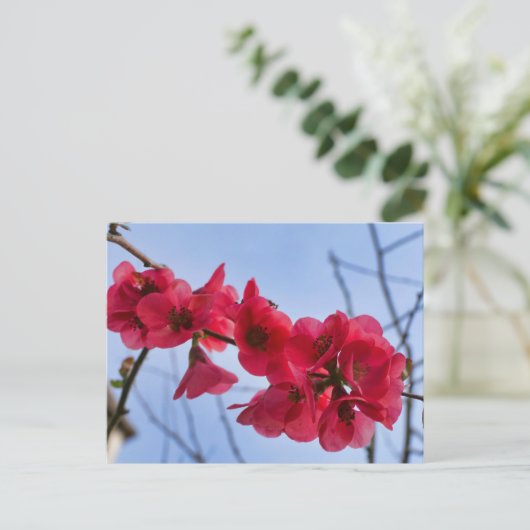 セイヨウカエノメエ ポストカード (スタンド正面)