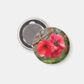 セイヨウカエノメエ マグネット (正面/裏面)