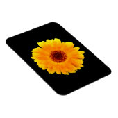 セイヨウキンキン マグネット (右側)