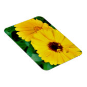 セイヨウキンキン マグネット (右側)