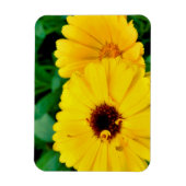 セイヨウキンキン マグネット (縦)