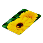 セイヨウキンキン マグネット (左側)