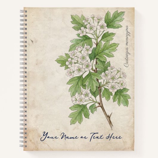 セイヨウサンザシ (Crataegus monogyna) ノートブック (正面)
