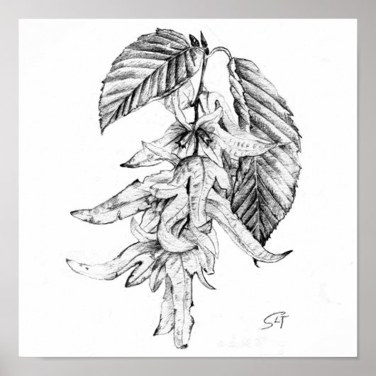 セイヨウシデの植物学的な鉛筆画 ポスター (正面)