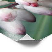 セイヨウショウブ フォトプリント            (角)