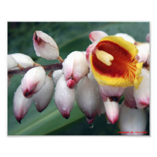 セイヨウショウブ フォトプリント           