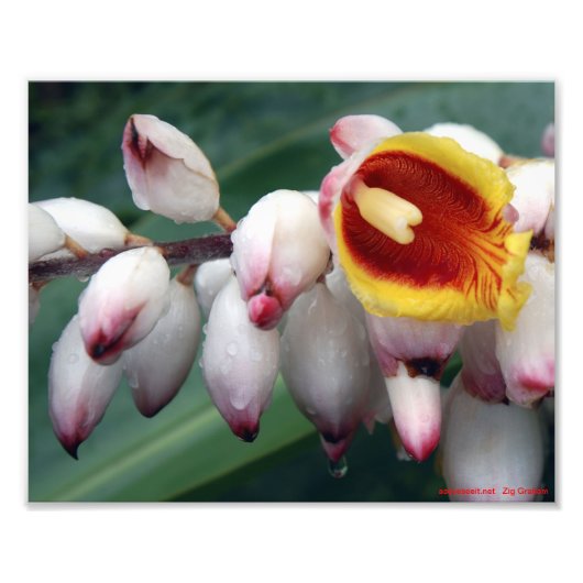 セイヨウショウブ フォトプリント            (正面)