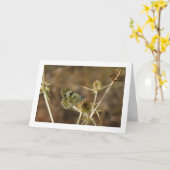 セイヨウシロチョウ、Pontia Daplidice カード (黄色い花)