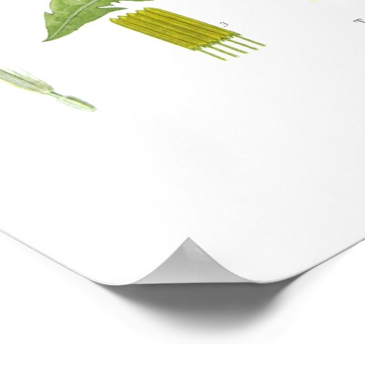 セイヨウタラキサクム(タンデロン) ポスター (角)